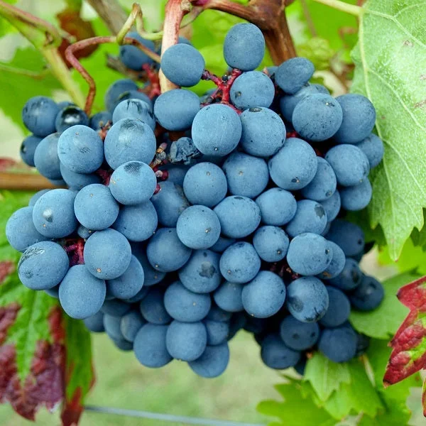 Weintraube blau Dunkelfelder