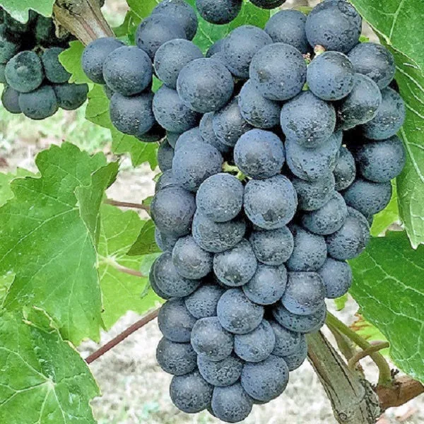 Weintraube blau Portugieser